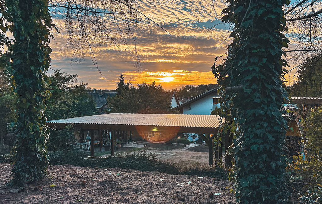 Sunset behind a wooden carport, two ivy-covered trees in the foreground.