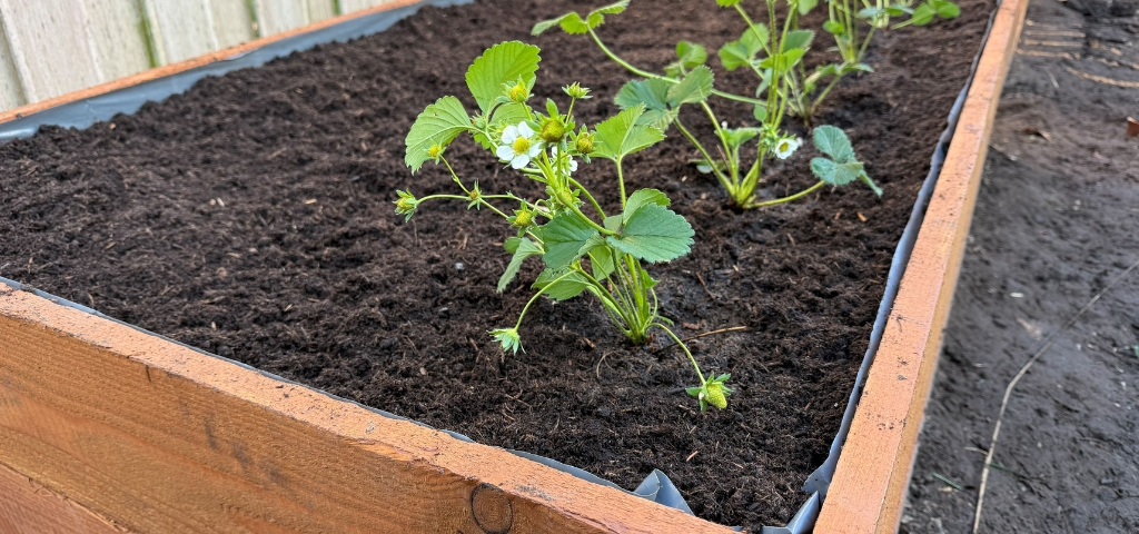 Nahaufnahme einer blühenden Erdbeerpflanze in der dunklen Erde eines mit grauer Folie ausgekleideten Hochbeets.