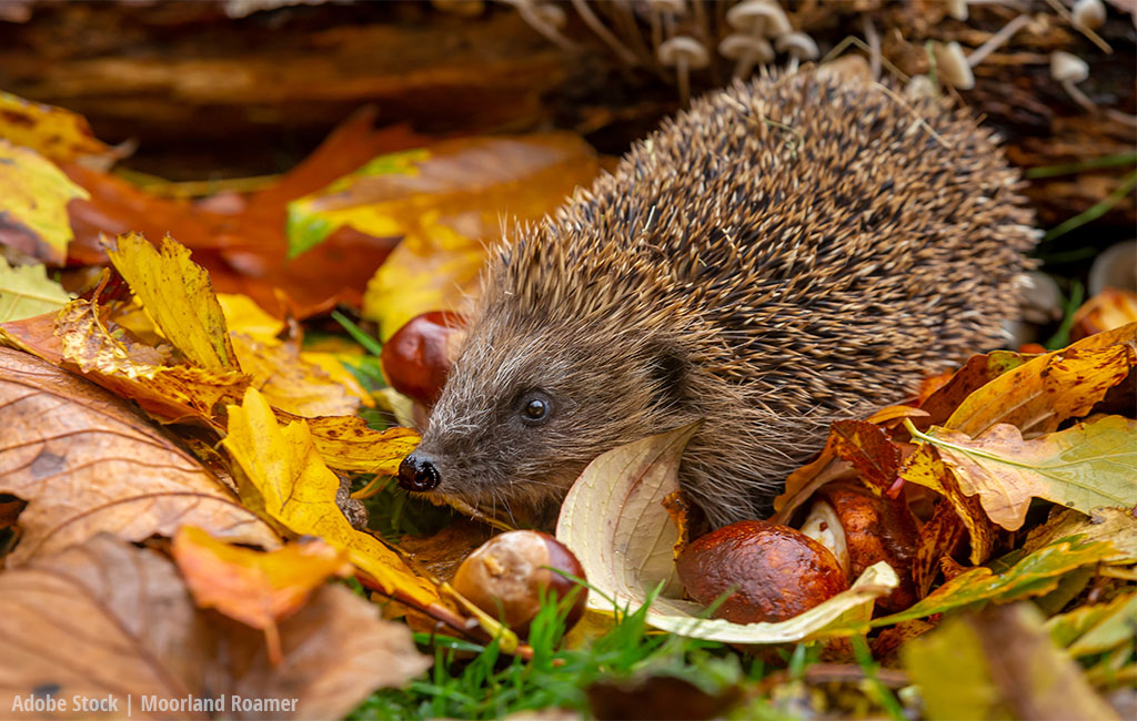 A hedgehog sits among colourful autumn leaves and chestnuts on the ground.