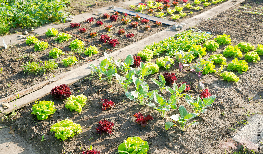Illustration of a vegetable patch with lettuce.