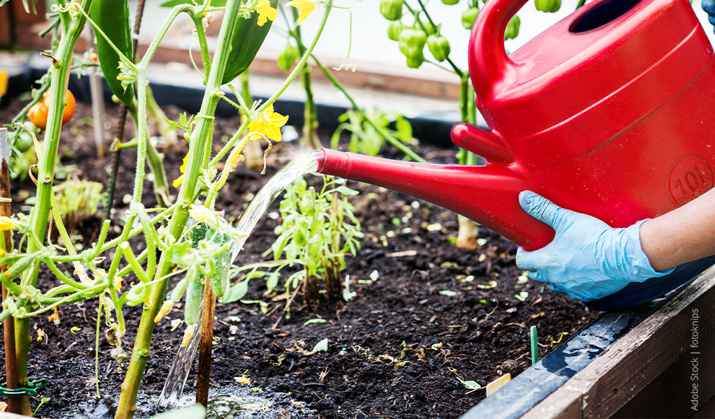 The picture shows how small plants are watered with a red watering can.