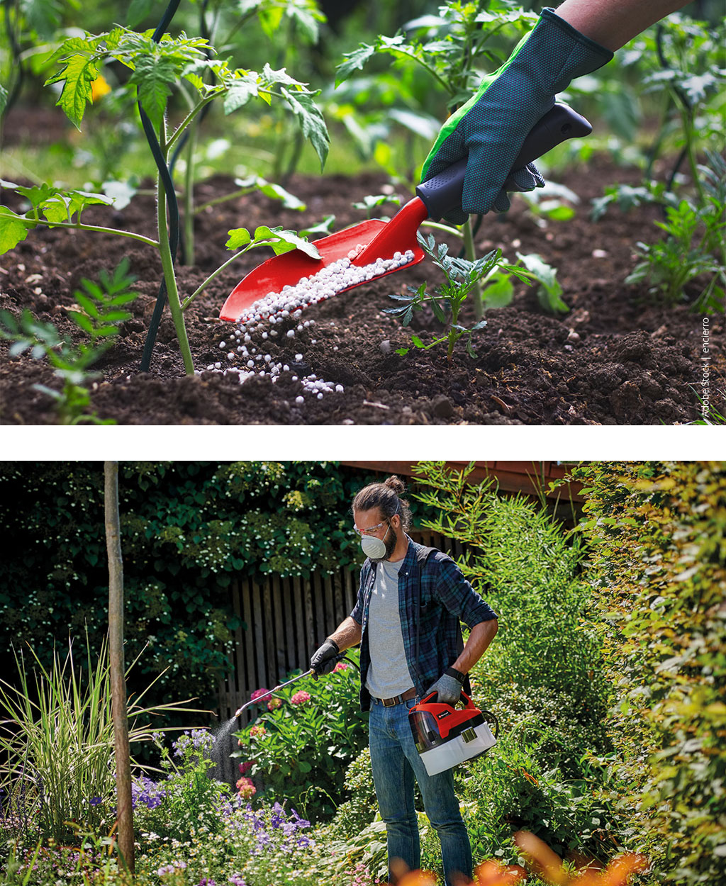 a man sprays pesticide with einhell cordless pressure sprayer on plants in garden