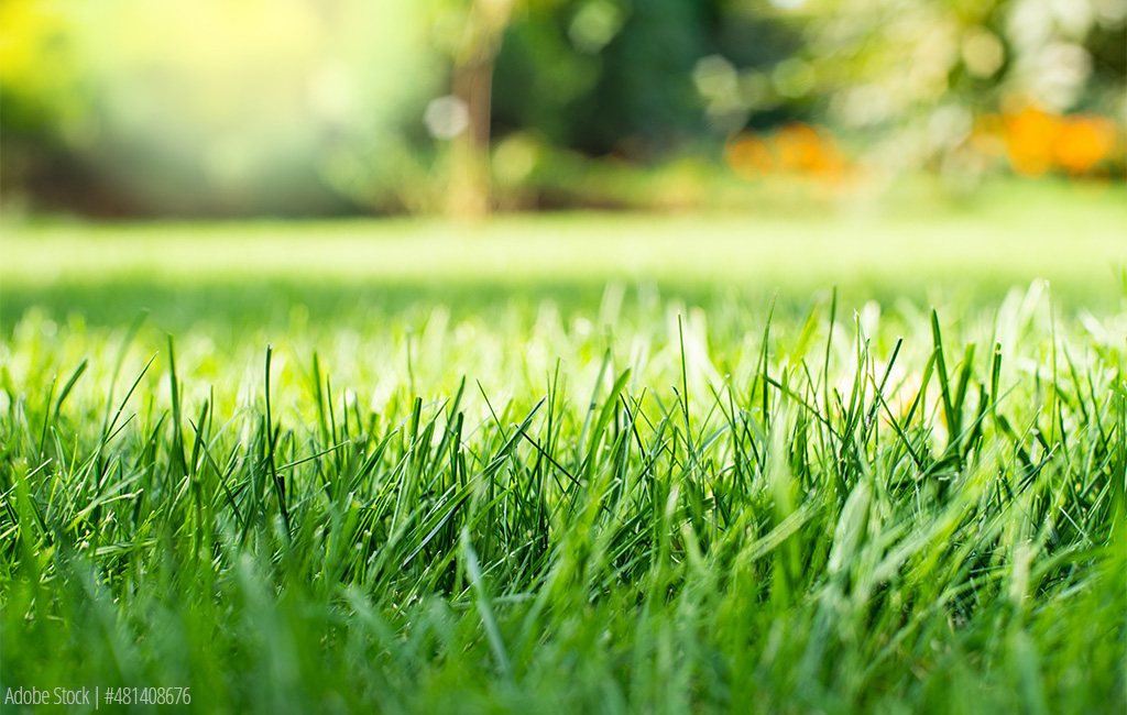 Close-up of fresh, green grass in a sunny garden with a blurred background.