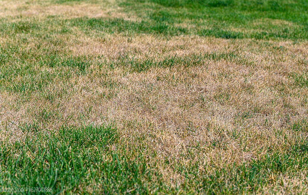Picture of a dried out piece of lawn.