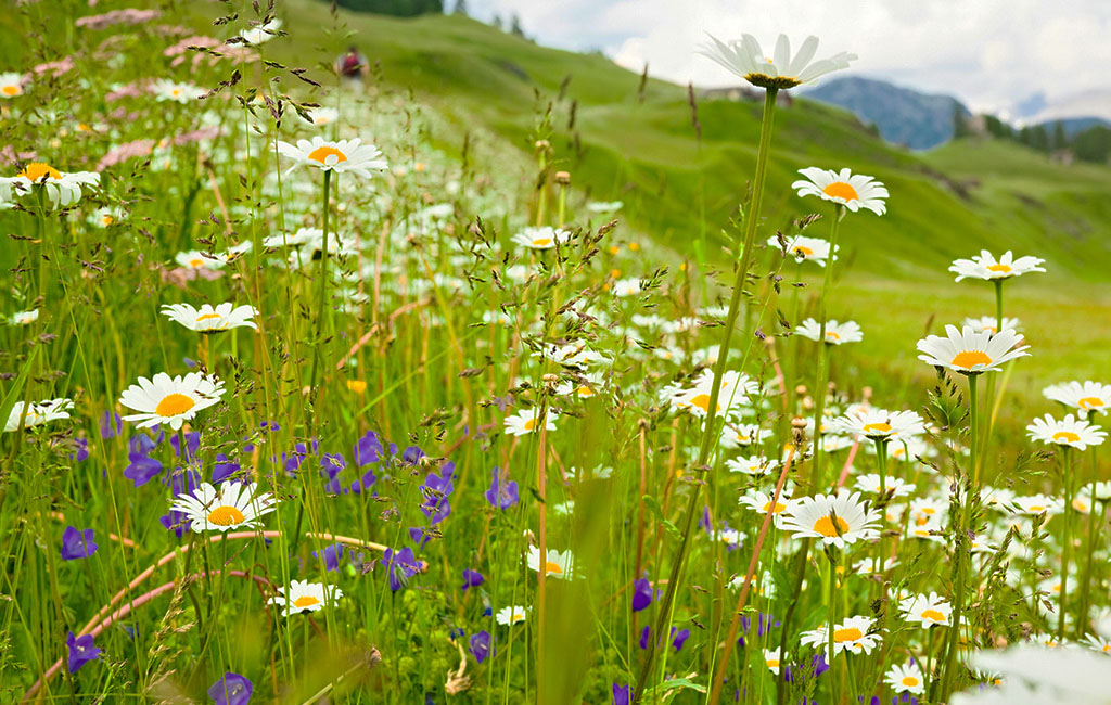 Bild einer Blumenwiese mit einer schönen Landschaft im Hintergrund.