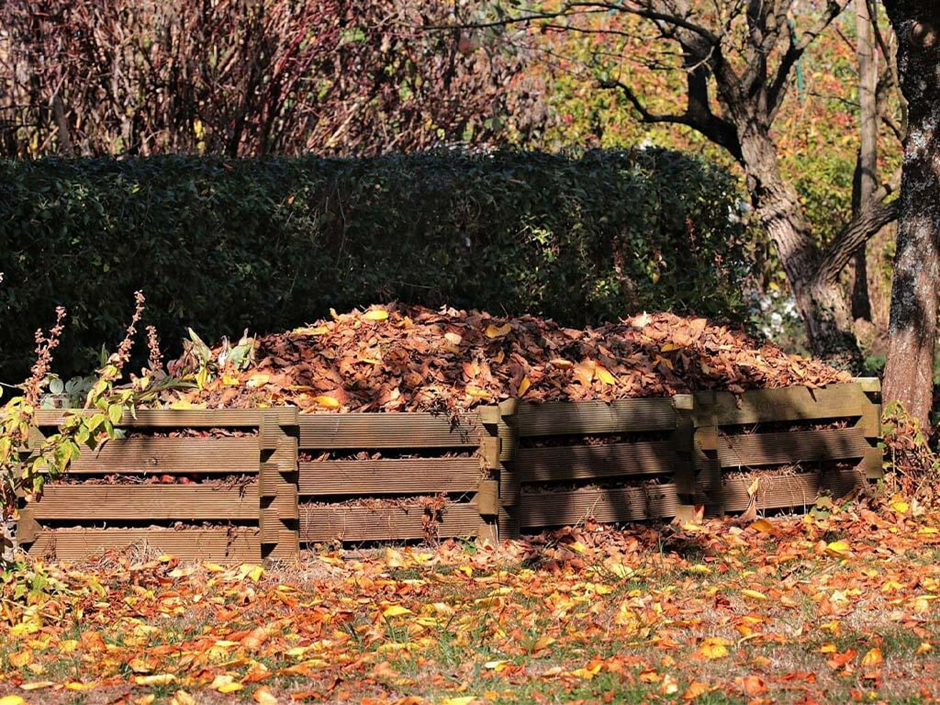 Picture of a pile of leaves in front of a hedge.