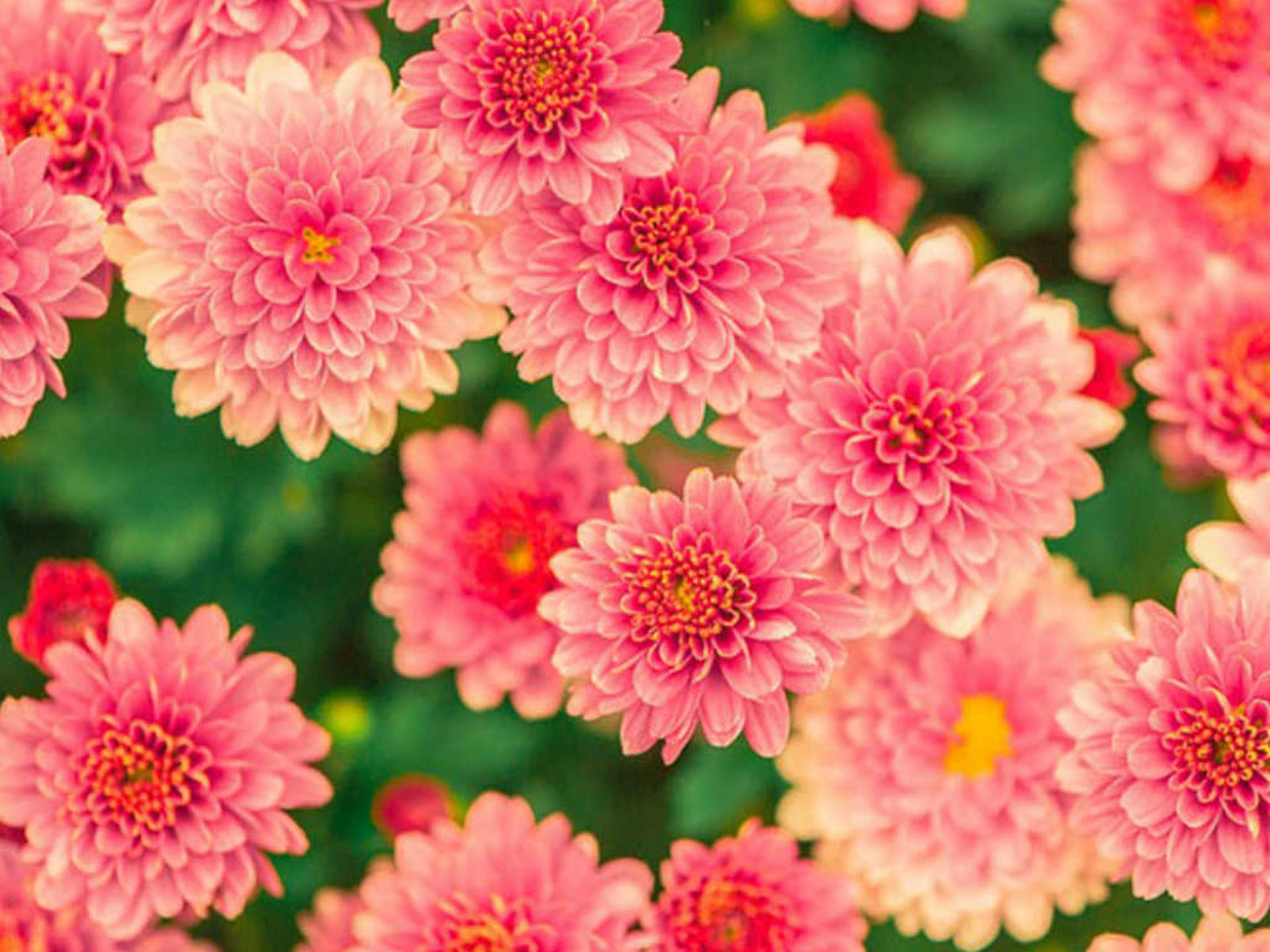Schneide die Blumen, bevor du in den Urlaub fährst Pinke schöne Sommerblumen
