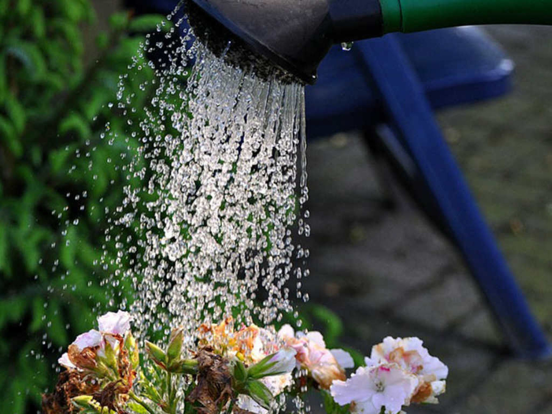 Den Garten richtig bewässern Eine Gießkanne mit der rosa Blumen gegossen werden