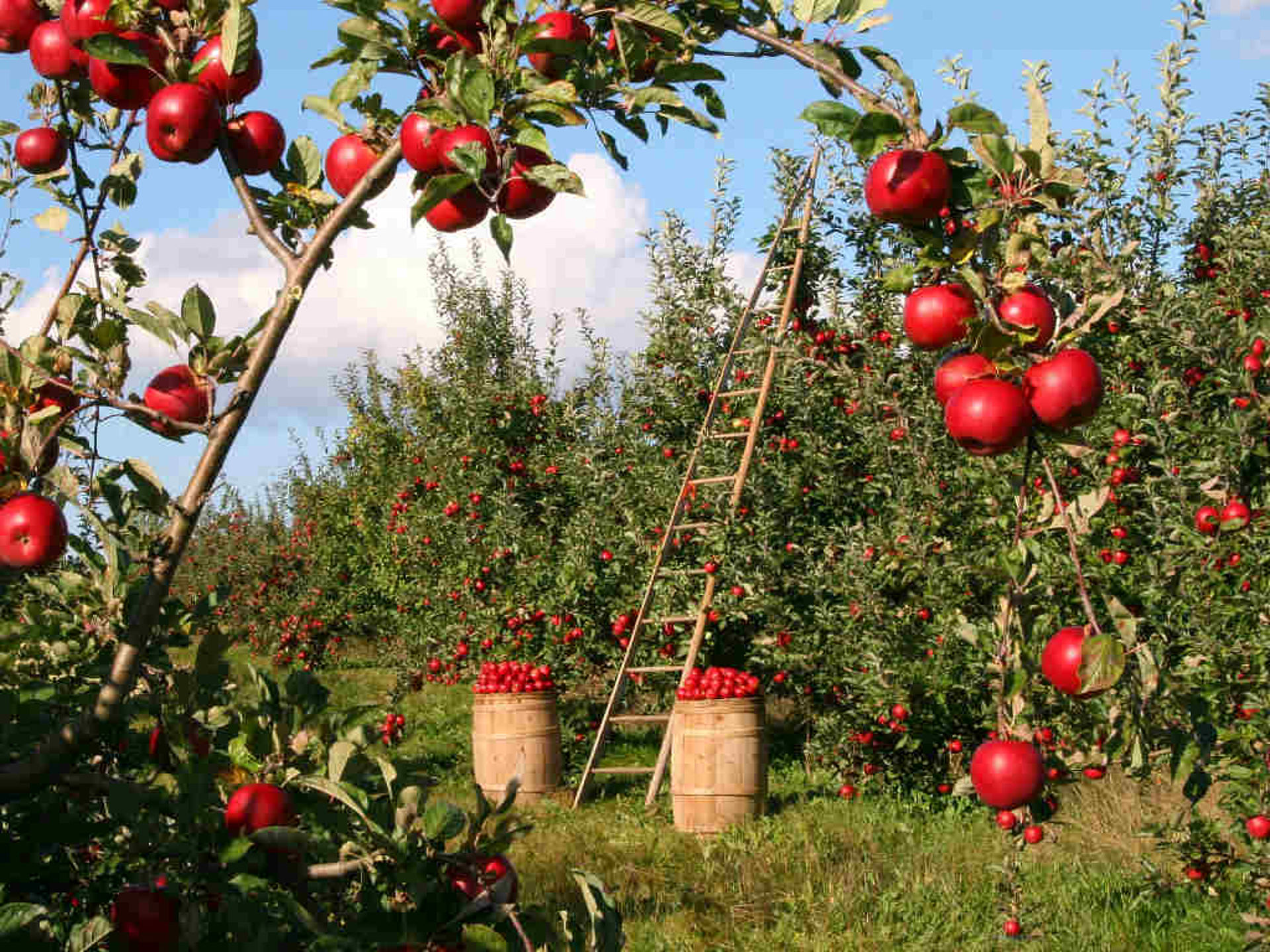 Reife Früchte müssen geerntet werden bevor du in den Urlaub fährst. Ein großer Garden mit vielen roten Äpfeln, die geerntet werden müssen.