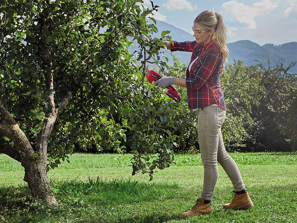 A woman cuts a branch with branch scissors