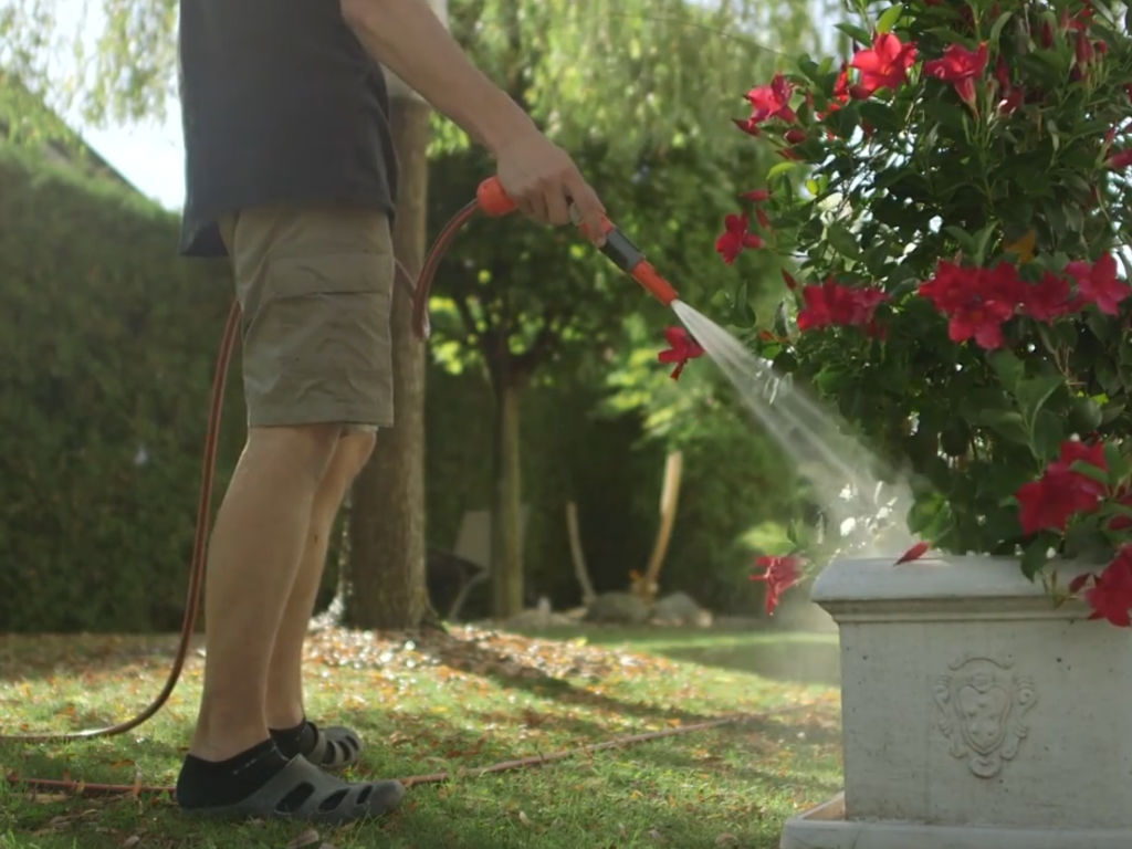 flowers are watered with a water hose