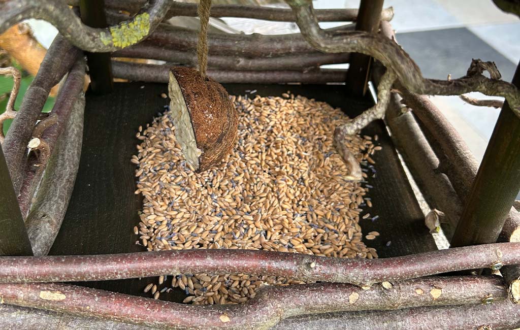 Nahaufnahme des Futterbereichs mit Körnern und einem halben Kokosnuss-Futterball im Inneren des Vogelhauses.